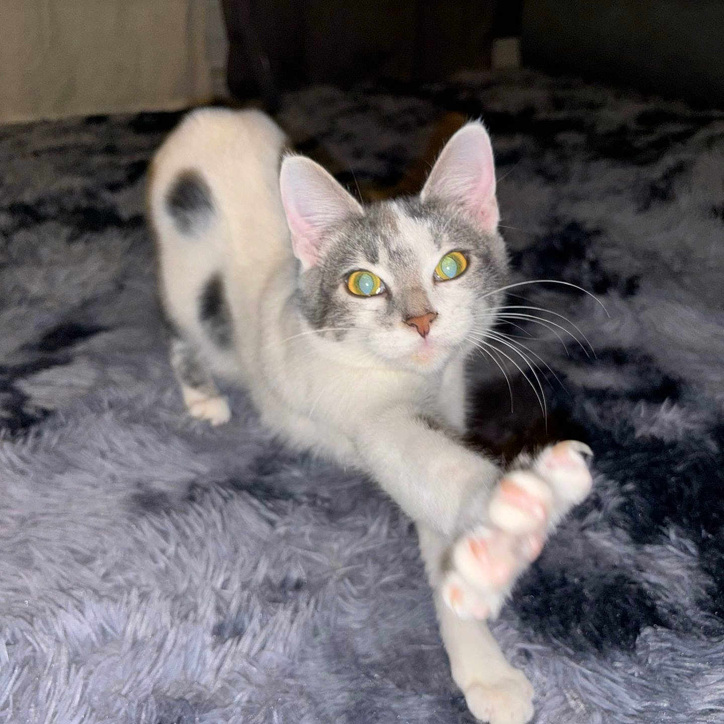 Nala a rejoint le concours — aidez-le/la à gagner de superbes lots ! abyssinian, angora, animal, bed, bedroom, blanket, cat, couch, egyptiancat, furniture, homedecor, indoors, kitten, manx, pet, room, siamese, slate
