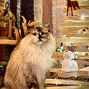 Shadow participe au concours pour gagner de l'argent avec cette photo : animal, canine, cat, diningtable, dog, figurine, furniture, hardwood, indoors, interiordesign, kitten, manx, pet, plywood, pottery, rat, rodent, shelf, table, wood