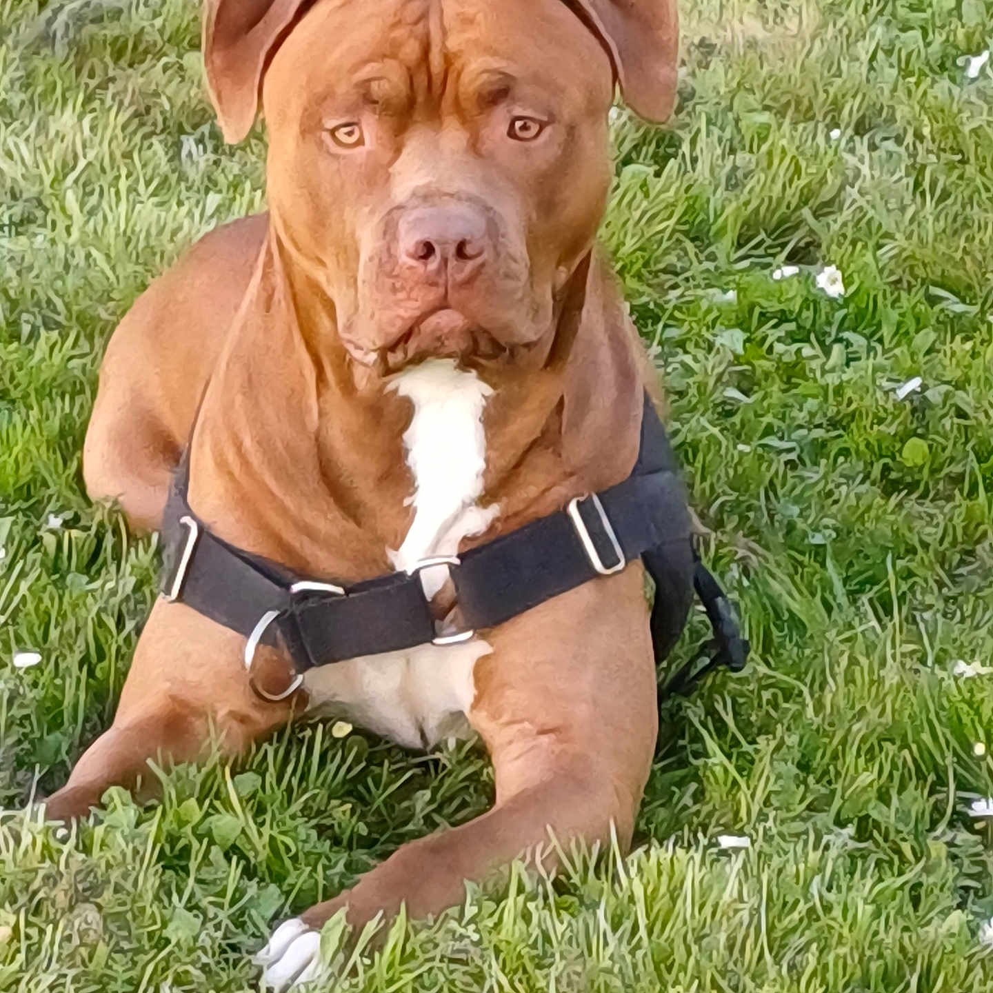 Vasko