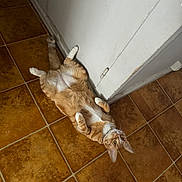 Roucky participe au concours pour gagner de l'argent avec cette photo : animal, brown_tiles, cat, collar, curious, door, ears, floor, ginger_cat, home, indoor, looking_up, lying_down, pet, relaxed, tail, tile_floor, whiskers, white_chest, white_paws