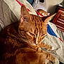 Roucky a rejoint le concours — aidez-le/la à gagner de superbes lots ! animal, background_cat, bed, bedding, bedroom, cat, close_up, cozy, domestic_cat, fur, furniture, ginger_cat, indoor, orange, pet, relaxed, resting, sleeping, white_paws, wooden_dresser