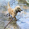 Giuseppe participe au concours pour gagner de l'argent avec cette photo : dog, golden_dog, long_hair, floppy_ears, standing, wading, stream, water, stick, carrying_stick, outdoors, nature, riverbed, mud, rocks, ripples, leaves, animal, playful, sunlight