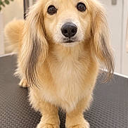 Giuseppe participe au concours pour gagner de l'argent avec cette photo : dog, golden_dog, long_hair, fluffy, portrait, standing, indoor, pet, canine, golden_fur, long_ears, brown_eyes, black_nose, front_view, textured_mat, door, plant, home, cute, animal_photography