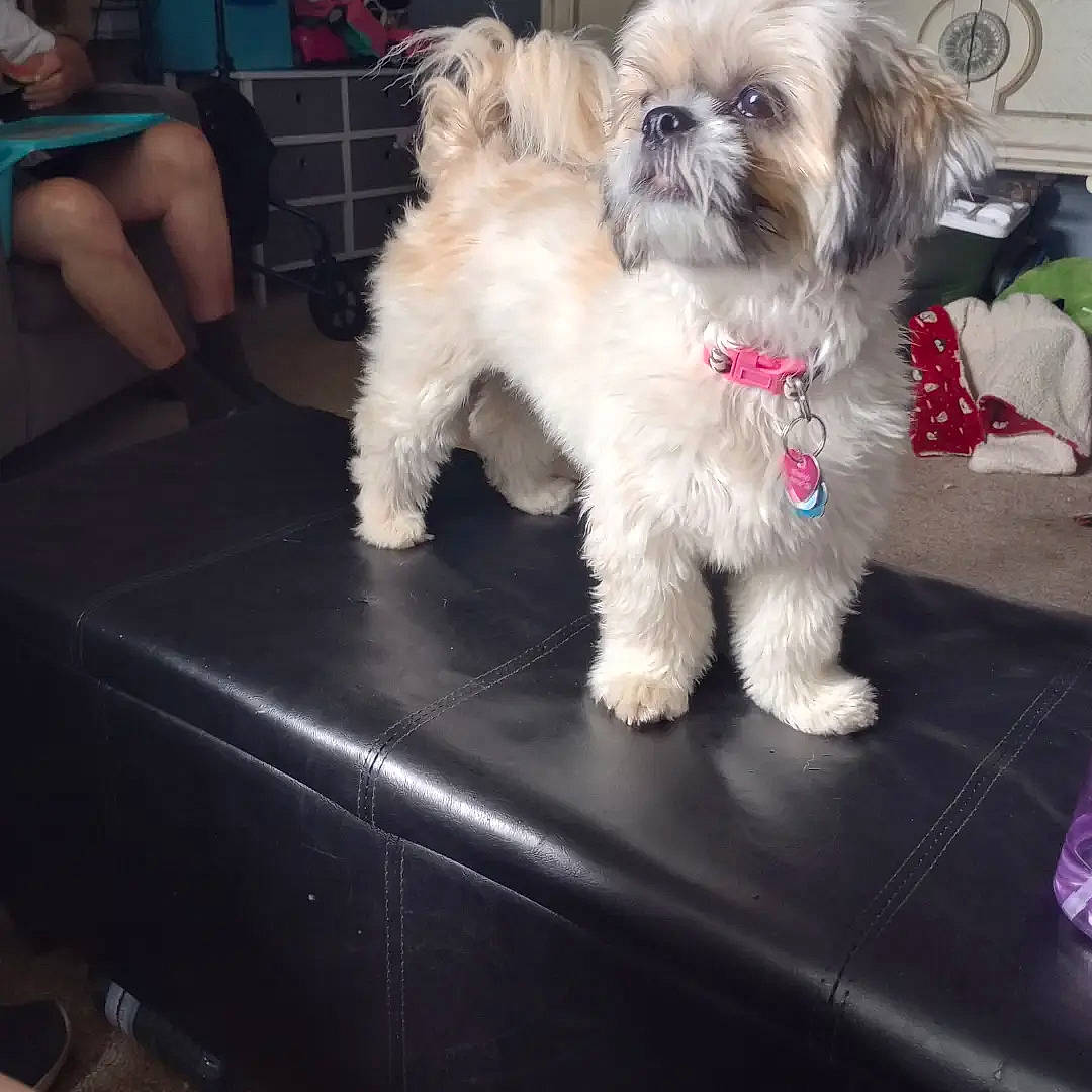 Harmony is registered to the contest to win money with this photo: canidae, carnivore, chair, companion_dog, dog, dog_breed, dog_supply, fawn, fur, liver, mal_shi, maltepoo, shih_poo, shih_tzu, small_terrier, snout, sporting_group, terrier, toy_dog, working_animal