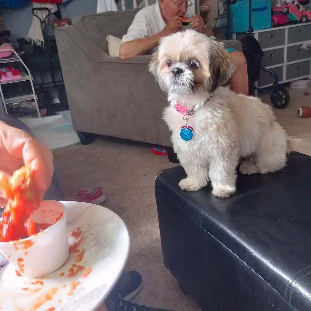 Harmony joined the competition — help win amazing prizes! carnivore, chair, coffee_cup, companion_dog, cup, dishware, dog, dog_breed, dog_supply, drinkware, plate, porcelain, saucer, serveware, shih_tzu, table, tableware, teacup, tire, toy_dog