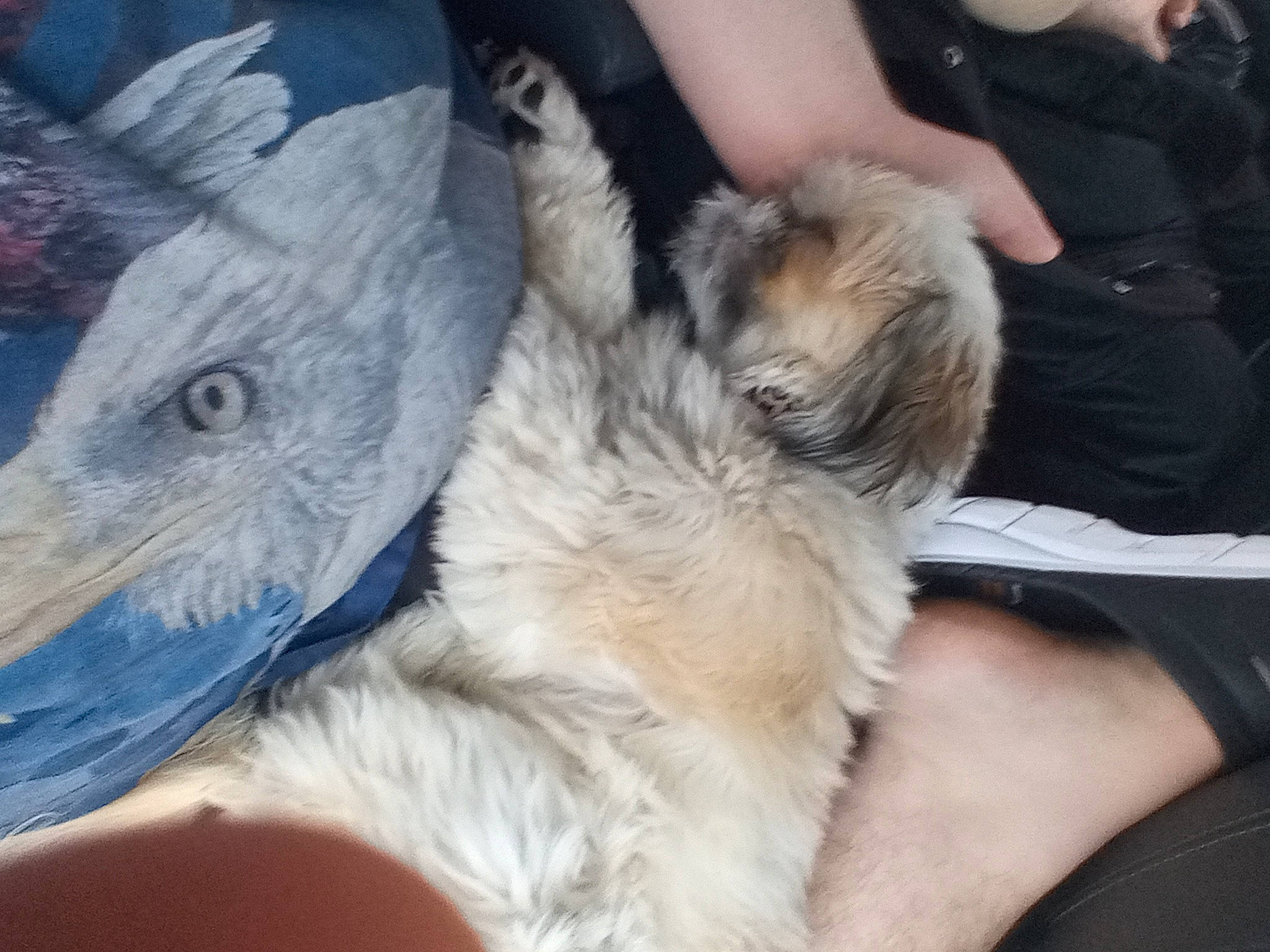 Harmony is registered to the contest to win money with this photo: beak, canidae, carnivore, cockatoo, companion_dog, dog, dog_breed, domestic_rabbit, ear, fawn, feather, felidae, hare, rabbit, rabbits_and_hares, small_to_medium_sized_cats, snout, tail, whiskers, wing