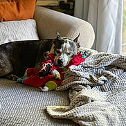 Zeus joined the competition — help win amazing prizes! dog, sleeping, couch, blanket, pillow, stuffed_toy, indoor, pet, resting, cozy, relaxation, fur, snuggle, home, comfort, curtains, daylight, texture, domestic, animal
