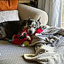 dog, sleeping, couch, blanket, pillow, stuffed_toy, indoor, pet, resting, cozy, relaxation, fur, snuggle, home, comfort, curtains, daylight, texture, domestic, animal