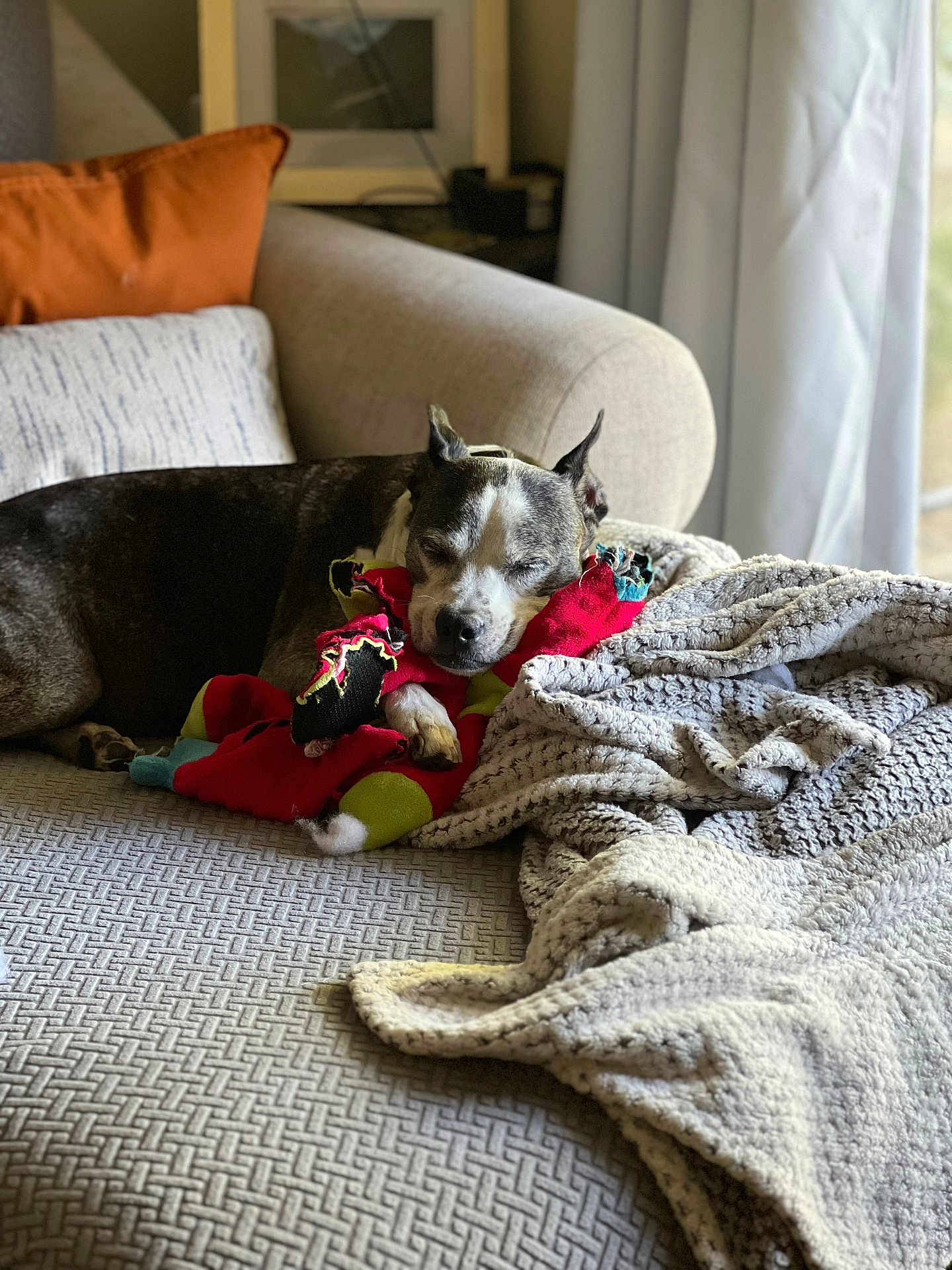 Zeus joined the competition — help win amazing prizes! dog, sleeping, couch, blanket, pillow, stuffed_toy, indoor, pet, resting, cozy, relaxation, fur, snuggle, home, comfort, curtains, daylight, texture, domestic, animal