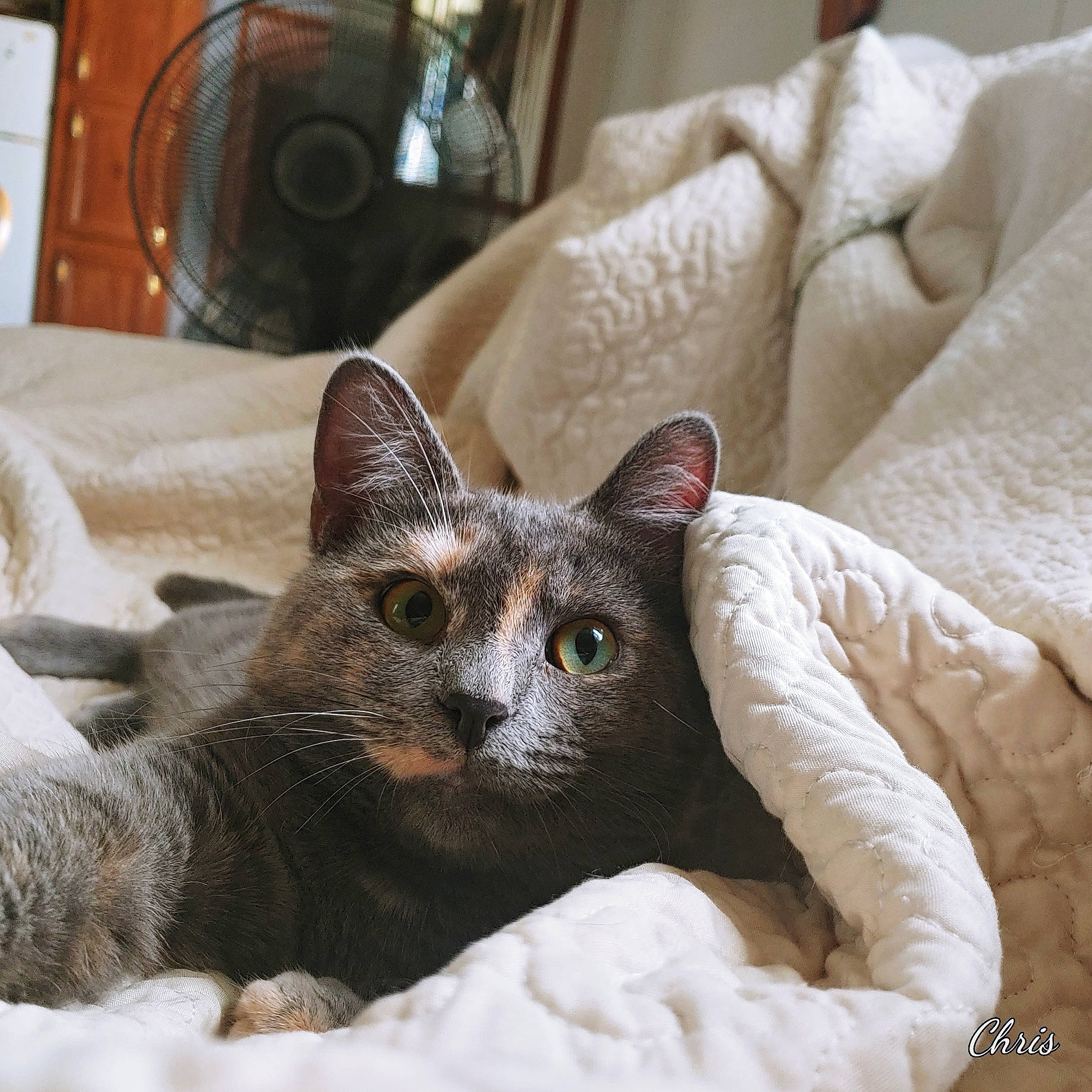 Trippy joined the competition — help win amazing prizes! carnivore, cat, cat_bed, cat_furniture, cat_supply, claw, comfort, domestic_short_haired_cat, fawn, felidae, fur, grey, linens, paw, small_to_medium_sized_cats, snout, tail, terrestrial_animal, whiskers, window