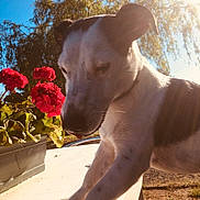 Nougat a rejoint le concours — aidez-le/la à gagner de superbes lots ! animal, canine, closeup, daylight, dog, flower, fur, garden, greenery, leaf, nature, outdoor, pet, plant, portrait, red_flower, summer, sunflare, sunlight, table
