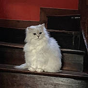 Ugo participe au concours pour gagner de l'argent avec cette photo : cat, white_cat, fluffy, stairs, wooden_stairs, indoor, pet, animal, feline, sitting, household, red_wall, fur, cute, domestic_cat, portrait, looking, cozy, calm, relaxed