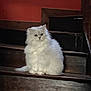 cat, white_cat, fluffy, stairs, wooden_stairs, indoor, pet, animal, feline, sitting, household, red_wall, fur, cute, domestic_cat, portrait, looking, cozy, calm, relaxed