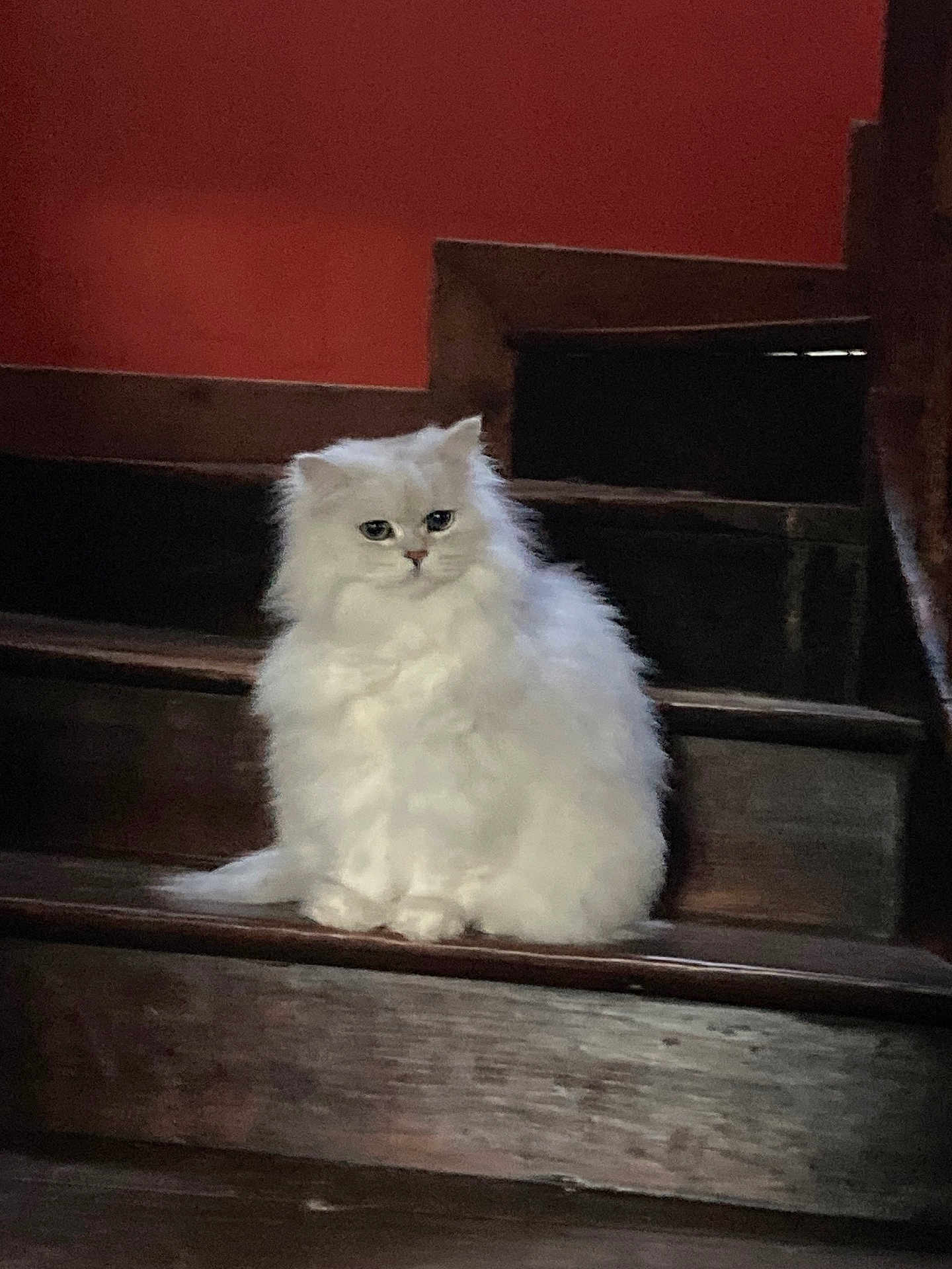 Ugo participe au concours pour gagner de l'argent avec cette photo : cat, white_cat, fluffy, stairs, wooden_stairs, indoor, pet, animal, feline, sitting, household, red_wall, fur, cute, domestic_cat, portrait, looking, cozy, calm, relaxed