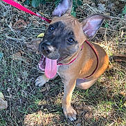 Rosy participe au concours pour gagner de l'argent avec cette photo : animal, black_face, brown, canine, cute, dog, ears, grass, happy, leash, leaves, nature, outdoor, pet, playful, puppy, sitting, sunlight, tongue, young