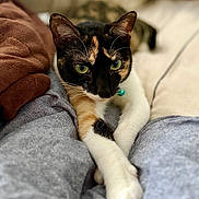 Prudence joined the competition — help win amazing prizes! cat, calico_cat, pet, animal, stretching, legs, gray_pants, blanket, indoor, cozy, feline, close_up, whiskers, green_eyes, soft_fur, paws, relaxed, resting, home, comfort