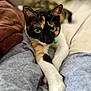 cat, calico_cat, pet, animal, stretching, legs, gray_pants, blanket, indoor, cozy, feline, close_up, whiskers, green_eyes, soft_fur, paws, relaxed, resting, home, comfort
