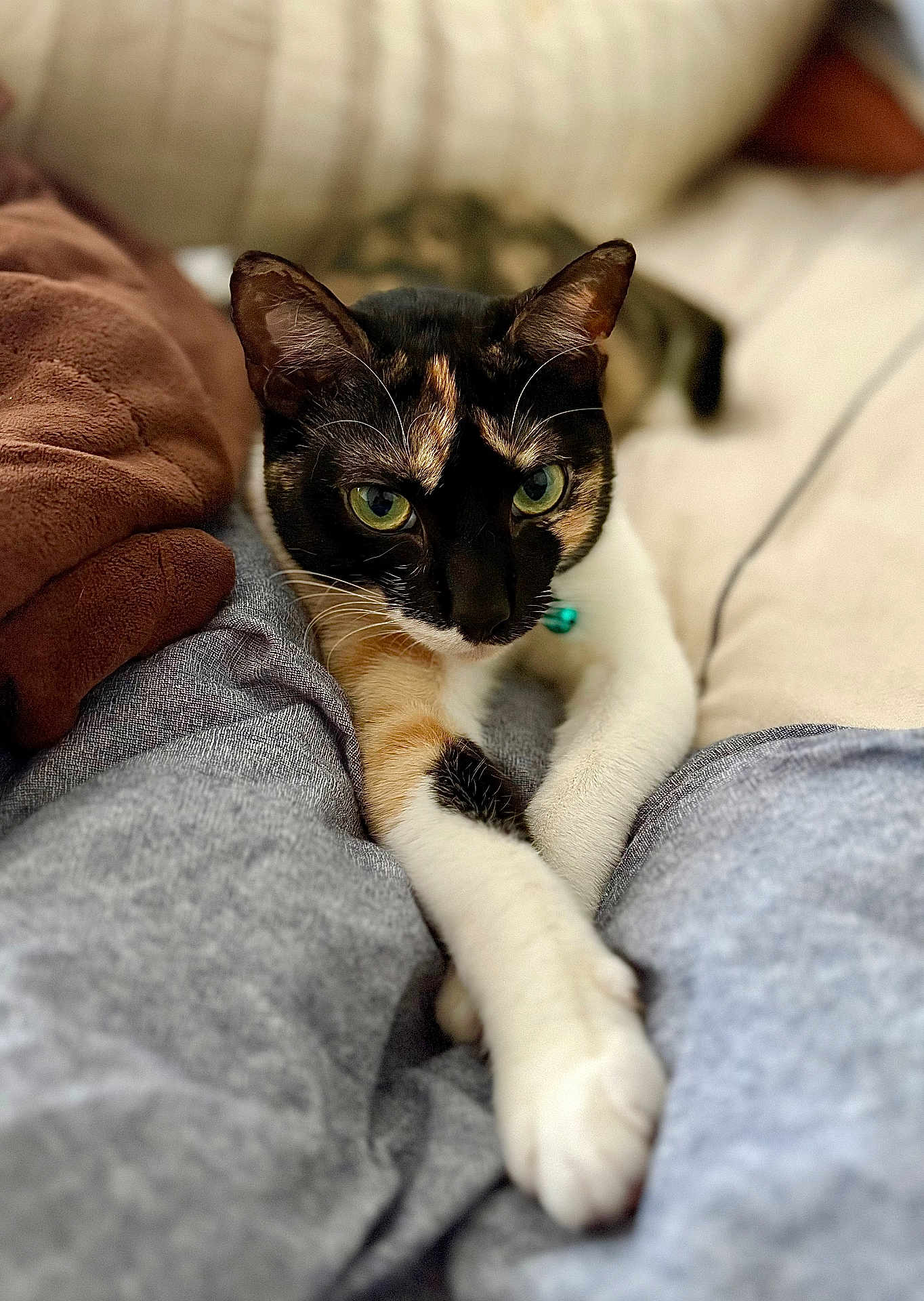 Prudence joined the competition — help win amazing prizes! cat, calico_cat, pet, animal, stretching, legs, gray_pants, blanket, indoor, cozy, feline, close_up, whiskers, green_eyes, soft_fur, paws, relaxed, resting, home, comfort