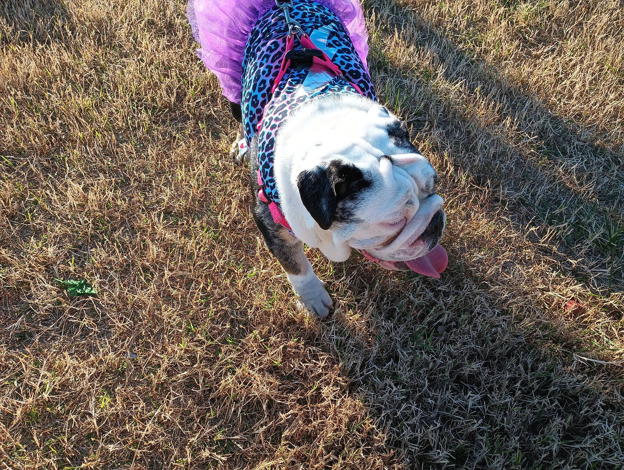 Princess joined the competition — help win amazing prizes! asphalt, bulldog, carnivore, collar, companion_dog, dog, dog_breed, dog_clothes, dog_collar, dog_supply, fawn, grass, leash, plant, road_surface, snout, soil, tail, toy_dog, tree