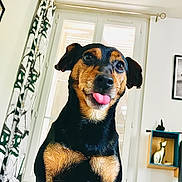 Looping a rejoint le concours — aidez-le/la à gagner de superbes lots ! dog, tongue_out, black_and_tan, indoor, curtains, window, figurine, shelf, playful, pet, animal, portrait, ears, face, cute, home, decor, furniture, expression, light
