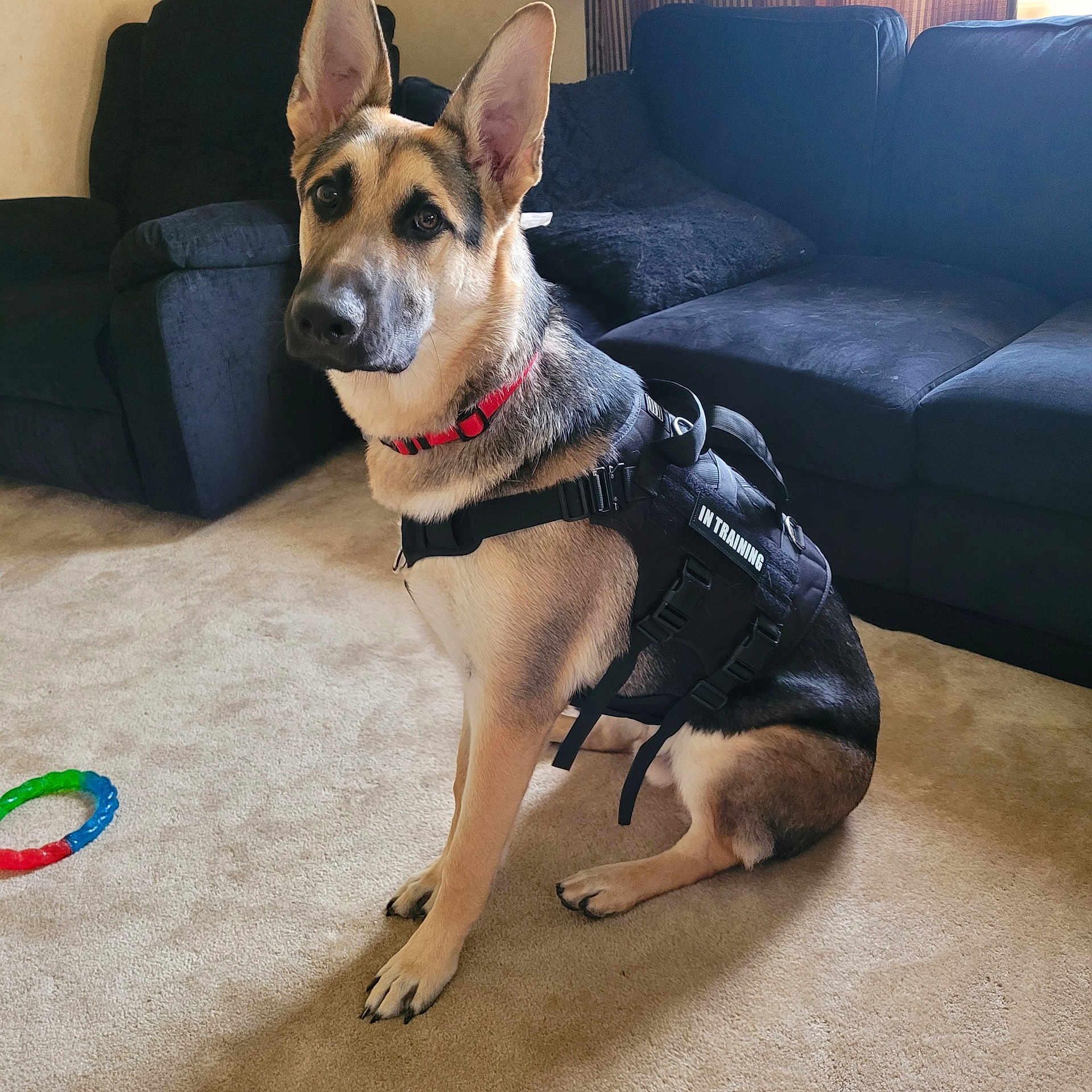 Max joined the competition — help win amazing prizes! alert, animal, brown_black_fur, canine, carpet, companion, dog, domestic, ears_up, furniture, german_shepherd, harness, household, indoor, living_room, pet, red_collar, sitting, toy, training