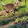 alert, animal, cat, chair, closeup, daylight, feline, garden, grass, gray_cat, greenery, mammal, metal_frame, nature, outdoor, pet, plants, soil, standing, sunlight