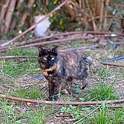 Romy participe au concours pour gagner de l'argent avec cette photo : cat, tortoiseshell, grass, dirt, branches, outdoor, animal, nature, feline, pet, greenery, forest, ground, fur, eyes, wildlife, plant, blurred_background, standing, alert