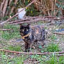 cat, tortoiseshell, grass, dirt, branches, outdoor, animal, nature, feline, pet, greenery, forest, ground, fur, eyes, wildlife, plant, blurred_background, standing, alert