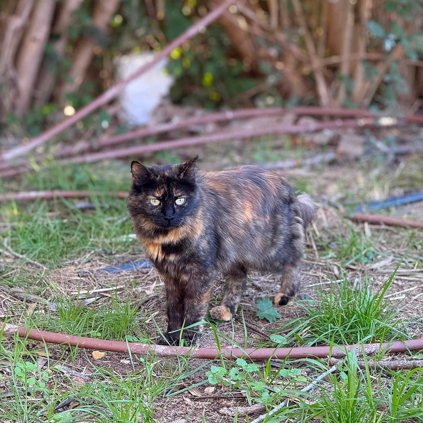 Romy participe au concours pour gagner de l'argent avec cette photo : alert, animal, blurred_background, branches, cat, dirt, eyes, feline, forest, fur, grass, greenery, ground, nature, outdoor, pet, plant, standing, tortoiseshell, wildlife