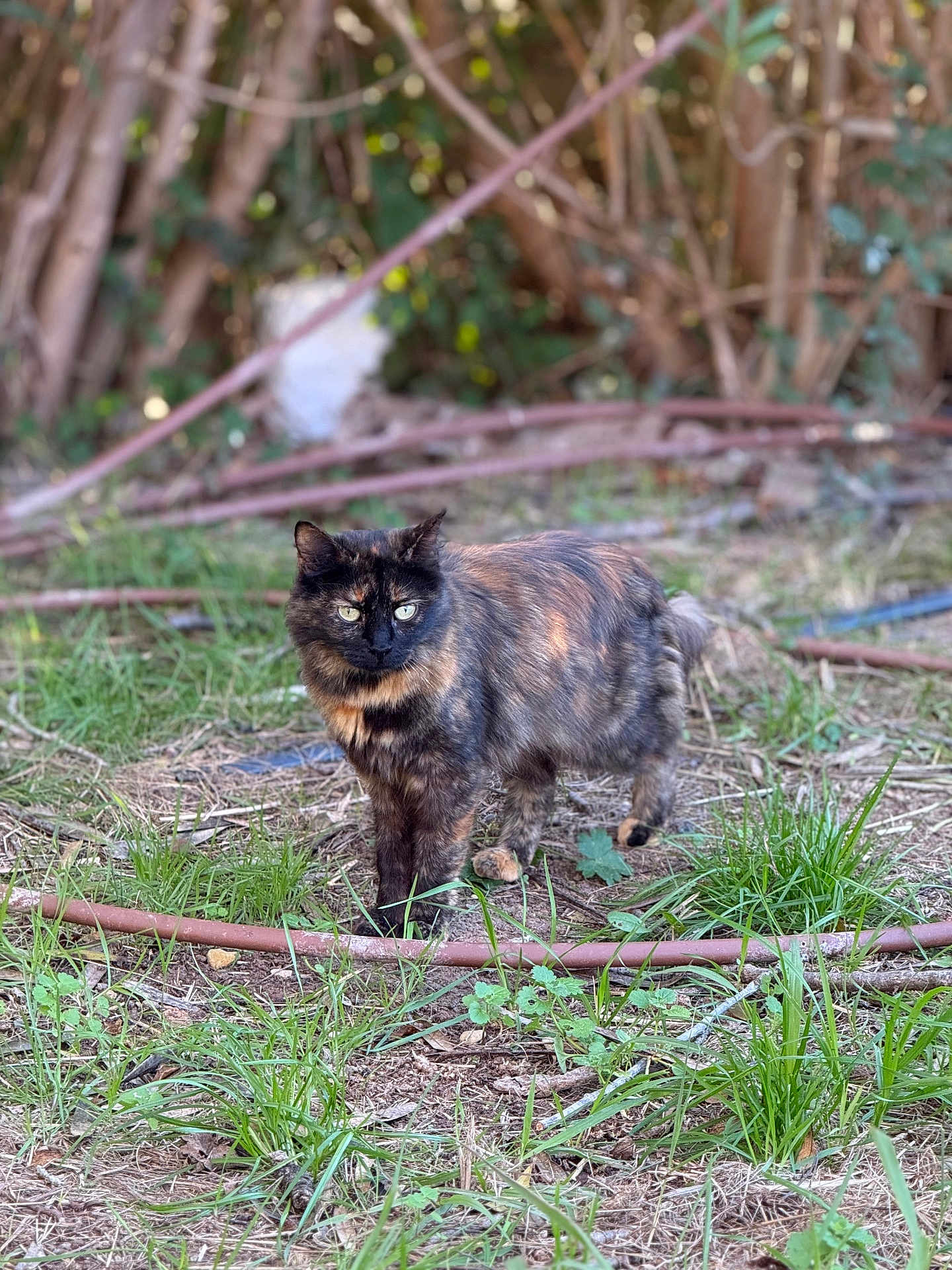 Romy participe au concours pour gagner de l'argent avec cette photo : cat, tortoiseshell, grass, dirt, branches, outdoor, animal, nature, feline, pet, greenery, forest, ground, fur, eyes, wildlife, plant, blurred_background, standing, alert