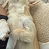 Jazzy participe au concours pour gagner de l'argent avec cette photo : dog, sleeping, paw, fur, blanket, resting, pet, cozy, closeup, animal, cute, relaxed, indoor, laying, soft, comfort, canine, fur_texture, human_leg, nap