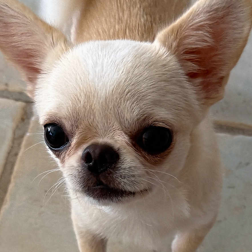 Jazzy a rejoint le concours — aidez-le/la à gagner de superbes lots ! dog, chihuahua, small_dog, pet, animal, cute, puppy, ears, fur, standing, looking_up, floor, indoor, canine, mammal, adorable, closeup, face, tail, whiskers