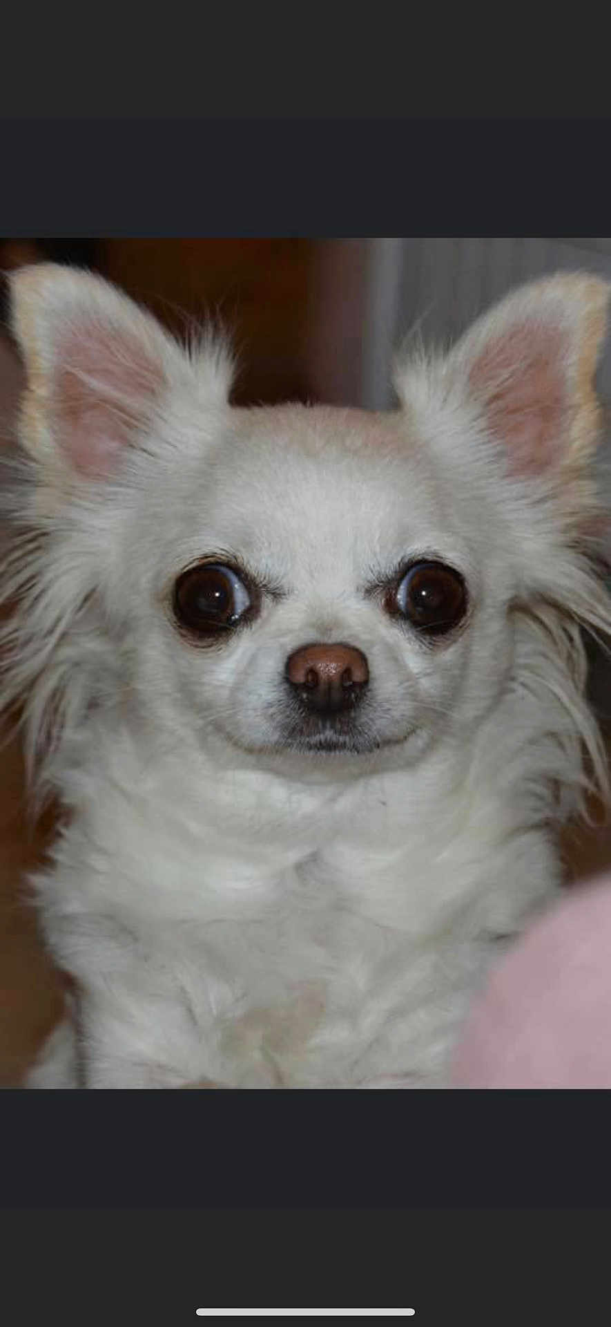 Yona participe au concours pour gagner de l'argent avec cette photo : dog, chihuahua, white_fur, close_up, pet, animal, ears, eyes, nose, fur, face, cute, small_dog, indoor, portrait, mammal, companion, alert, domestic_animal, friendly