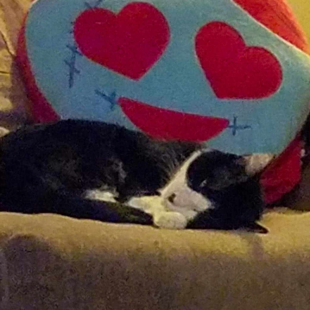 Puck joined the competition — help win amazing prizes! carnivoran, cat, cat_like_mammal, kitten, mammal, small_to_medium_sized_cats, snout, whiskers