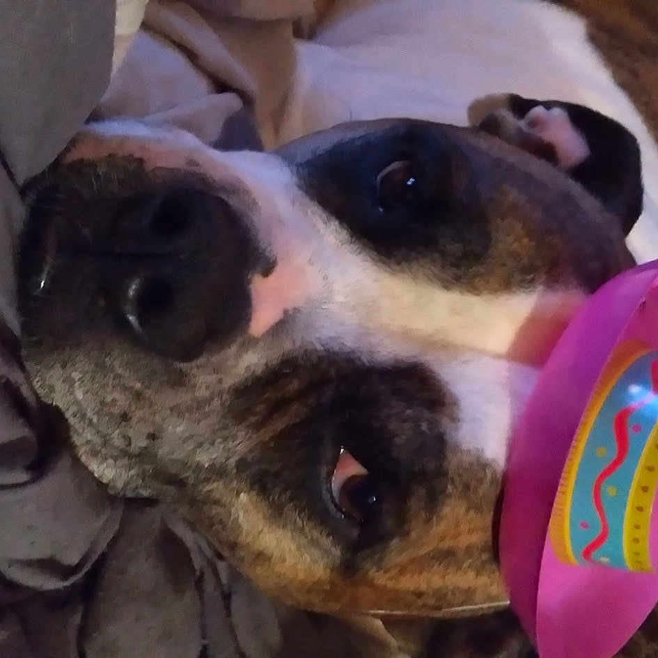 Chakka joined the competition — help win amazing prizes! canidae, carnivore, collar, companion_dog, dog, dog_breed, dog_supply, dress_shirt, fawn, fur, guard_dog, non_sporting_group, paw, pet_supply, snout, sporting_group, tie, whiskers, working_animal, working_dog