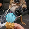 Tiabeanie joined the competition — help win amazing prizes! dog, close_up, pet, bite, treat, hand, blue, tan, couch, indoor, animal, playful, cute, focus, snout, tongue, small_dog, background_blur, fur, excited