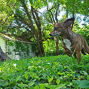 Tiabeanie is registered to the contest to win money with this photo: dog, brown_dog, grass, greenery, tree, trunk, foliage, outdoor, backyard, small_dog, nature, sunlight, leaf, pet, animal, canine, shrub, daylight, shed, quiet