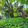 dog, brown_dog, grass, greenery, tree, trunk, foliage, outdoor, backyard, small_dog, nature, sunlight, leaf, pet, animal, canine, shrub, daylight, shed, quiet