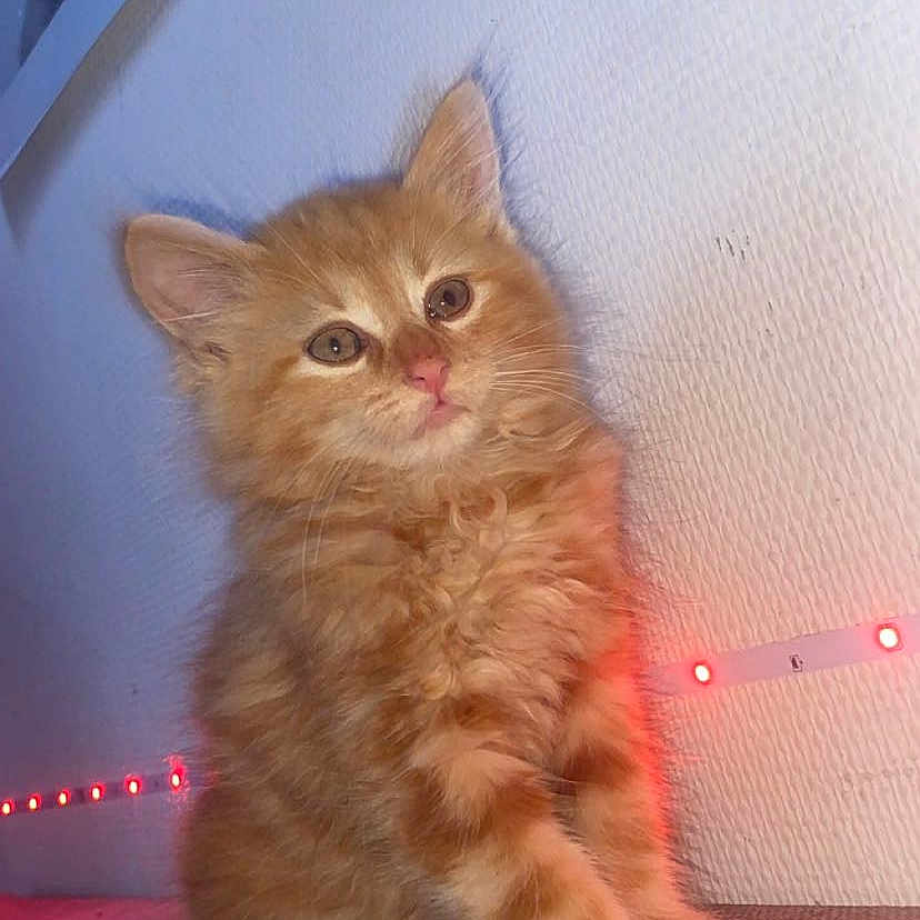 Tigrou