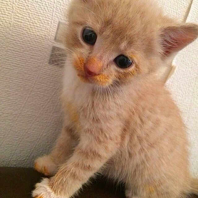 Pralinette