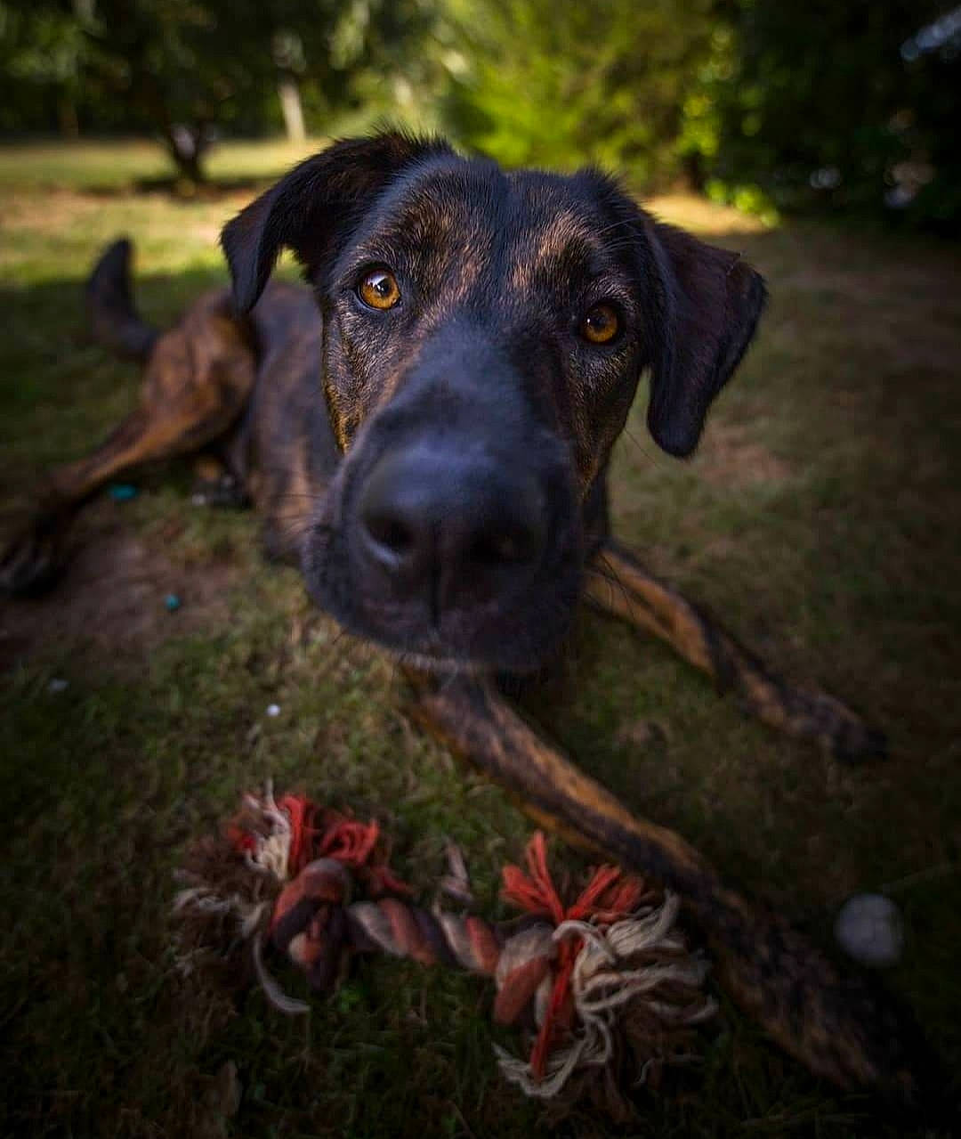 Luther a rejoint le concours — aidez-le/la à gagner de superbes lots ! canidae, carnivore, dog, dog_breed, fawn, hunting_dog, labrador_retriever, mammal, mountain_cur, plant, plott_hound, snout, sporting_group, vertebrate