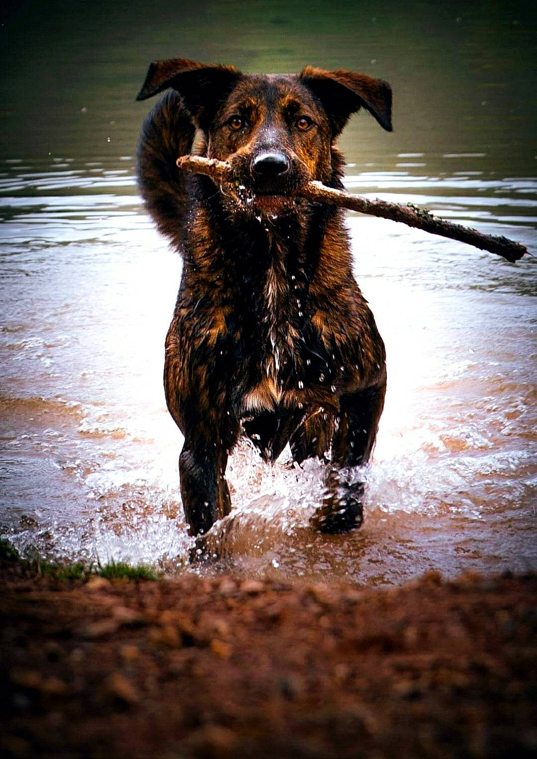 Luther a rejoint le concours — aidez-le/la à gagner de superbes lots ! canidae, carnivore, companion_dog, dog, dog_breed, fawn, guard_dog, gun_dog, hunting_dog, lake, liquid, liver, reflection, retriever, sporting_group, tail, terrestrial_animal, water, working_animal, working_dog