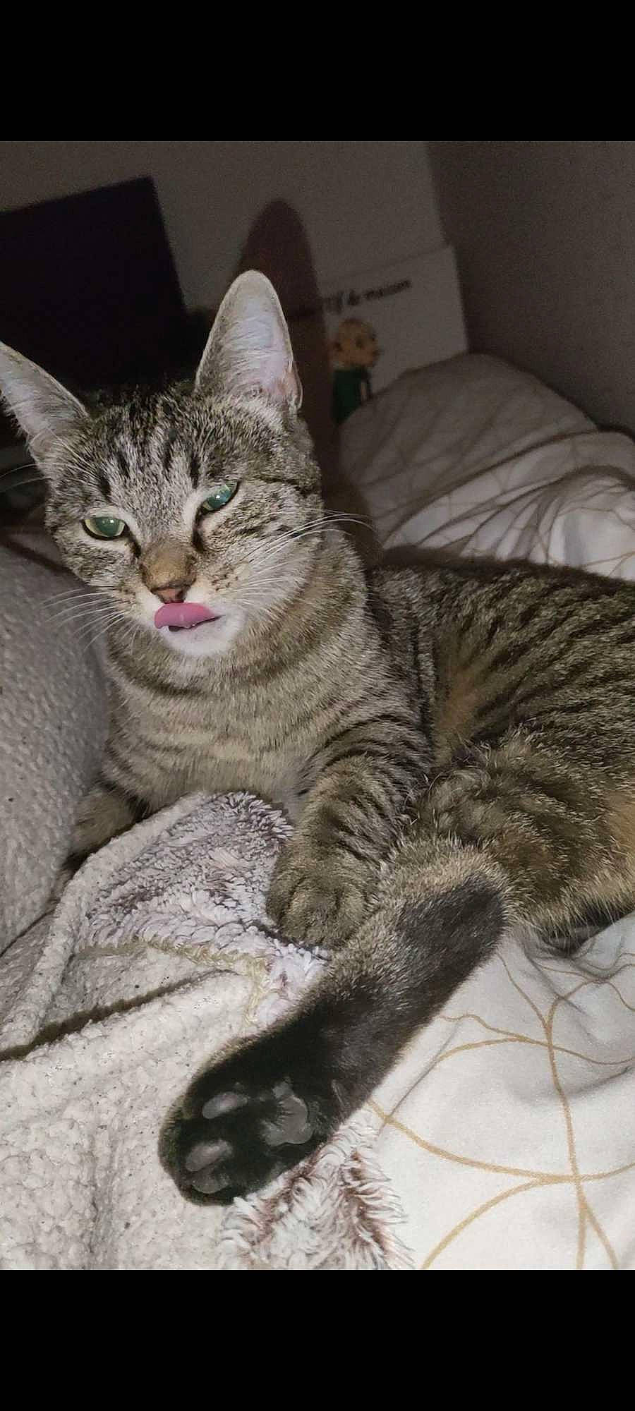 Rockette participe au concours pour gagner de l'argent avec cette photo : carnivore, cat, claw, comfort, domestic_short_haired_cat, felidae, fur, grey, nap, paw, sitting, small_to_medium_sized_cats, snout, tail, terrestrial_animal, whiskers