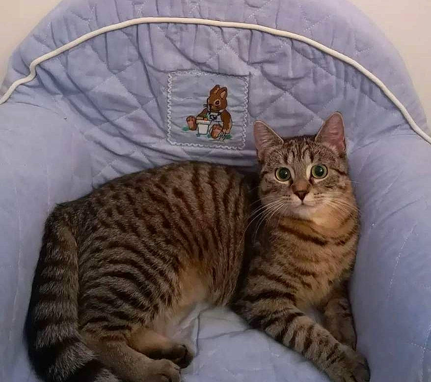 Rockette participe au concours pour gagner de l'argent avec cette photo : carnivore, cat, cat_bed, cat_supply, claw, comfort, domestic_short_haired_cat, felidae, fur, head, paw, pet_supply, sitting, small_to_medium_sized_cats, snout, tail, terrestrial_animal, whiskers