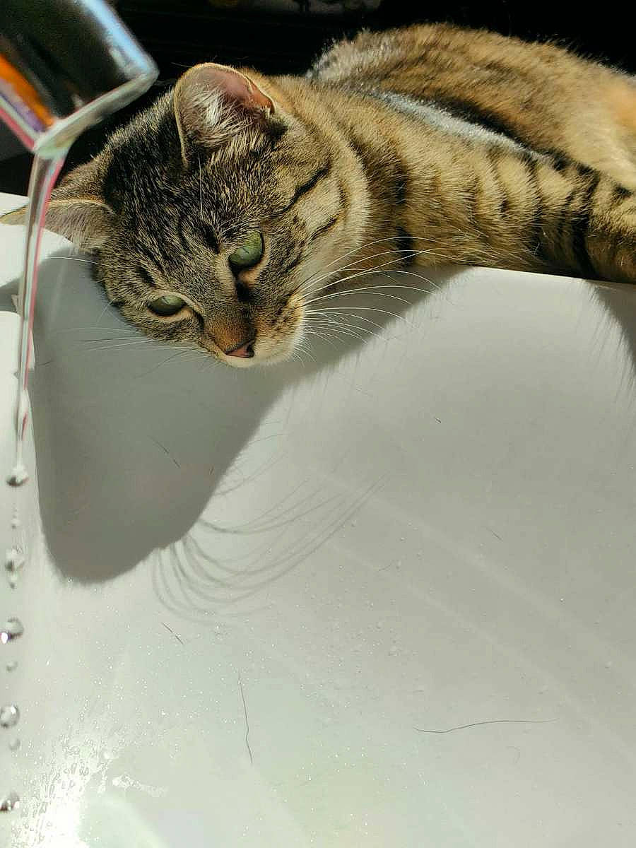 Rockette participe au concours pour gagner de l'argent avec cette photo : carnivore, cat, claw, close_up, domestic_short_haired_cat, fawn, felidae, fur, grey, metal, paw, small_to_medium_sized_cats, snout, tail, terrestrial_animal, vertebrate, water, whiskers, wildlife, window