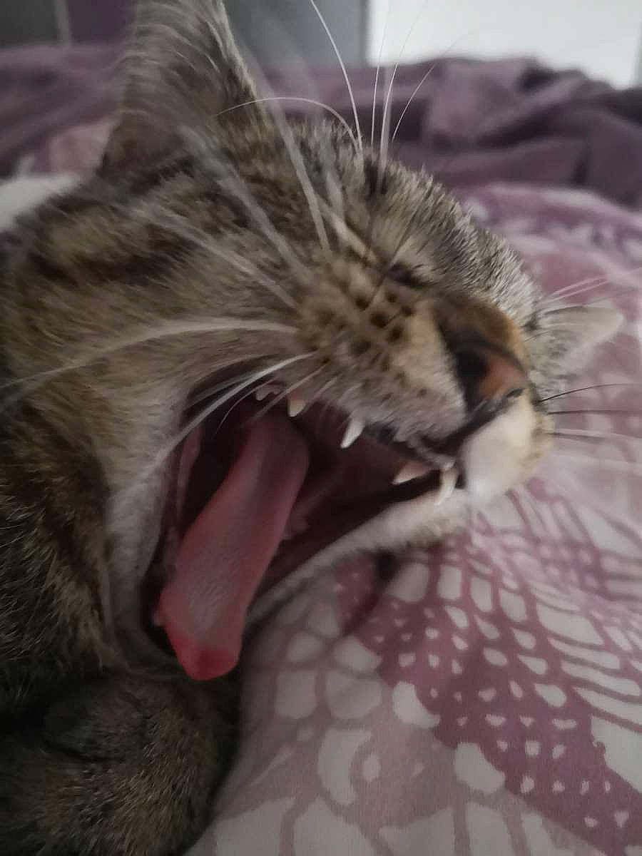 Rockette participe au concours pour gagner de l'argent avec cette photo : carnivore, cat, claw, close_up, comfort, domestic_short_haired_cat, fang, felidae, fur, gesture, nap, paw, sleep, small_to_medium_sized_cats, snout, tail, terrestrial_animal, whiskers, wildlife, yawn