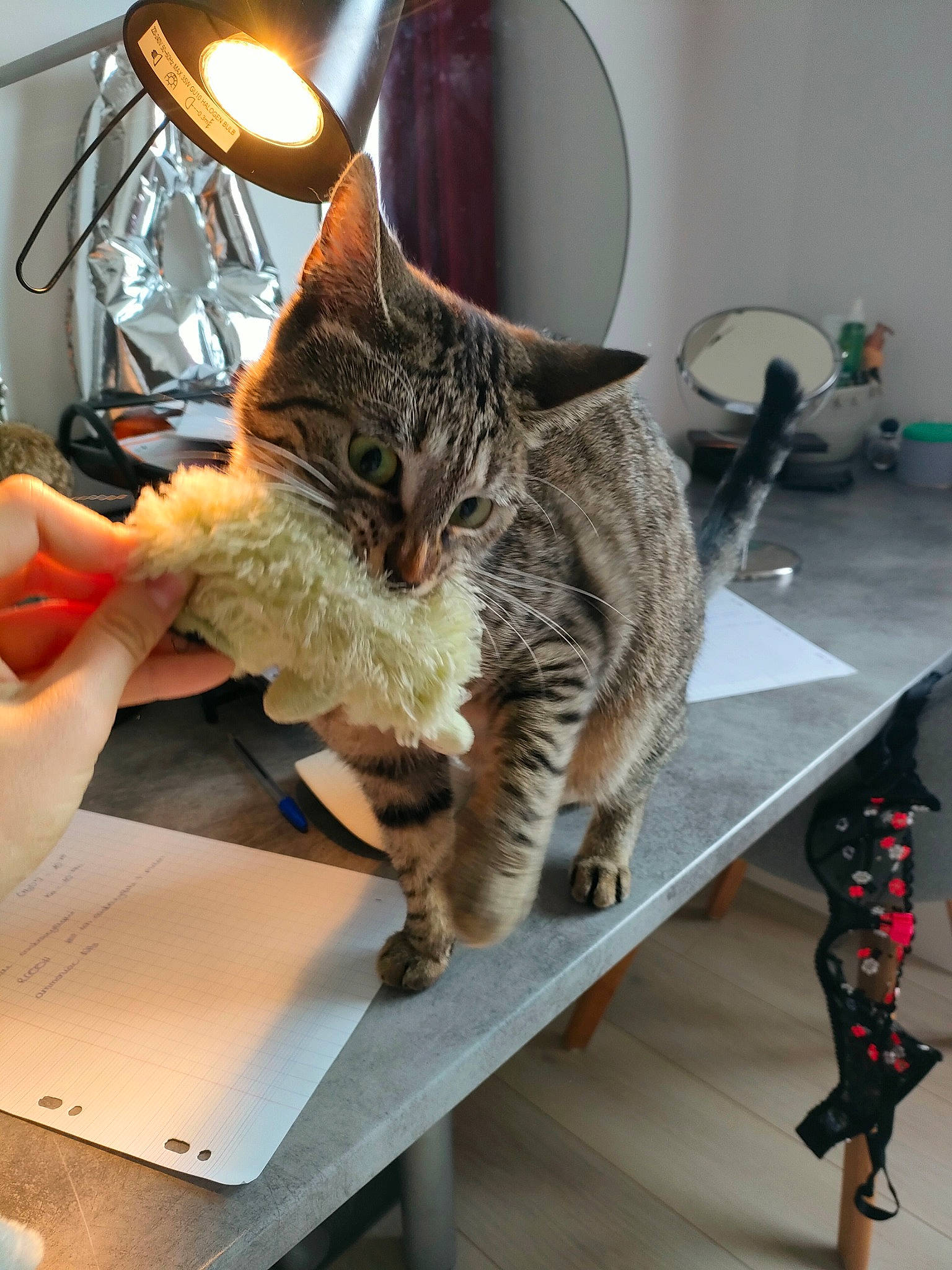 Rasta a rejoint le concours — aidez-le/la à gagner de superbes lots ! carnivore, cat, claw, comfort, desk, domestic_short_haired_cat, felidae, fur, lamp, metal, paw, picture_frame, room, small_to_medium_sized_cats, table, tail, whiskers