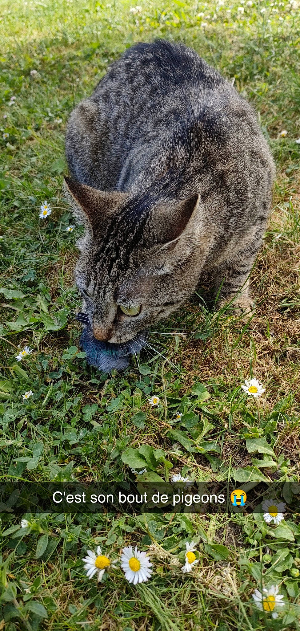 Rasta a rejoint le concours — aidez-le/la à gagner de superbes lots ! carnivore, cat, eye, felidae, fur, grass, groundcover, plant, small_to_medium_sized_cats, snout, soil, tail, terrestrial_animal, whiskers, wildlife