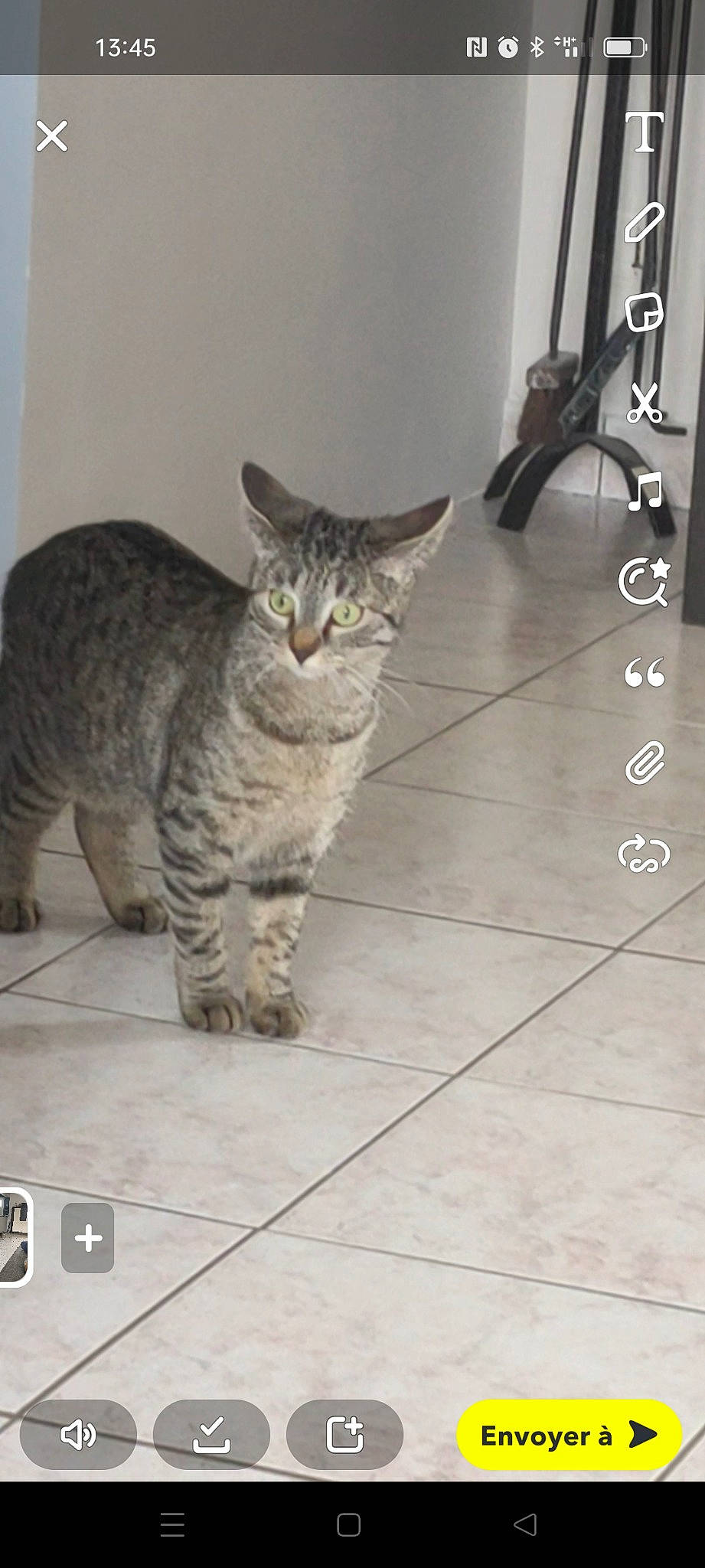 Rasta participe au concours pour gagner de l'argent avec cette photo : audio_equipment, carnivore, cat, domestic_short_haired_cat, felidae, floor, flooring, fur, grey, hardwood, paw, sitting, small_to_medium_sized_cats, snout, tail, terrestrial_animal, tile_flooring, whiskers, wood, wood_flooring