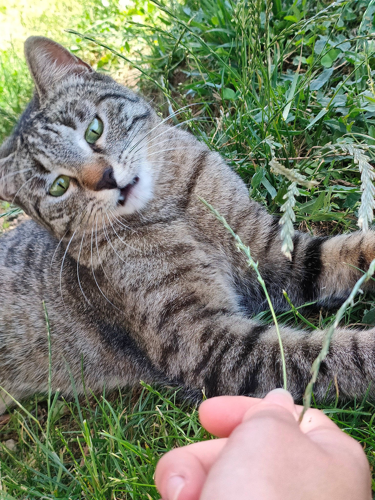 Rasta participe au concours pour gagner de l'argent avec cette photo : carnivore, cat, domestic_short_haired_cat, felidae, fur, grass, groundcover, nail, pattern, paw, plant, sitting, small_to_medium_sized_cats, snout, tail, terrestrial_animal, thumb, whiskers, wildlife